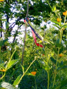 Sunflower Plantings - Native Wellness Garden 2015-2