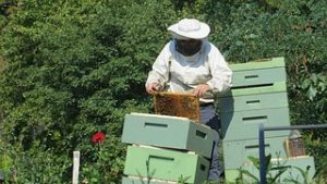 So You Want to be a Beekeeper?