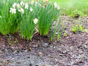 Patience is the Virtue in Spring Gardening