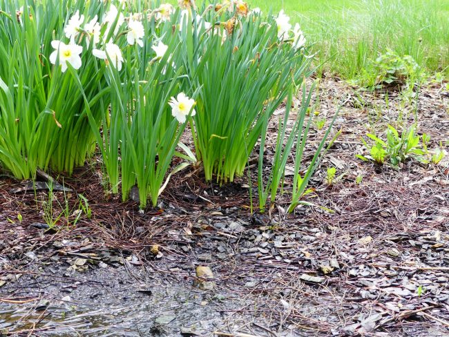 Daffodil flowers next to a flooded spring flower bed. 