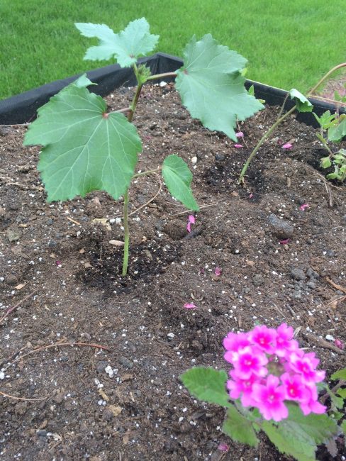 Gardening Tips for Late Spring