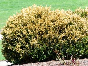 Boxwood bush with winter burn