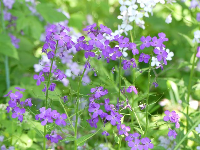 Gardening Tips: Asparagus Patch Weeds and Purple Roadside Flowers