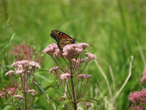 Gardening Tips: Protect and Promote Pollinators
