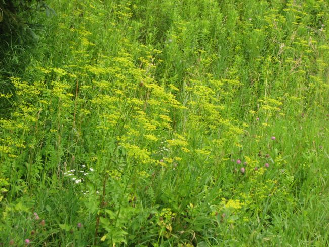 Gardening Tips: Midsummer Garden Chores