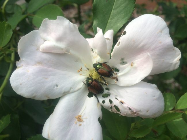 How to Deal with Japanese Beetles