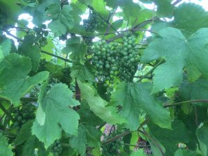 Gardening Tips:  Overgrown Grapes, Fruit Fly Traps, and Apple Tree Water Sprouts