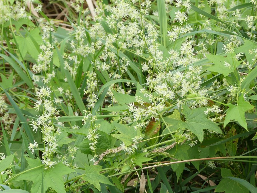 Wild Cucumber Invasion Extension Milwaukee County