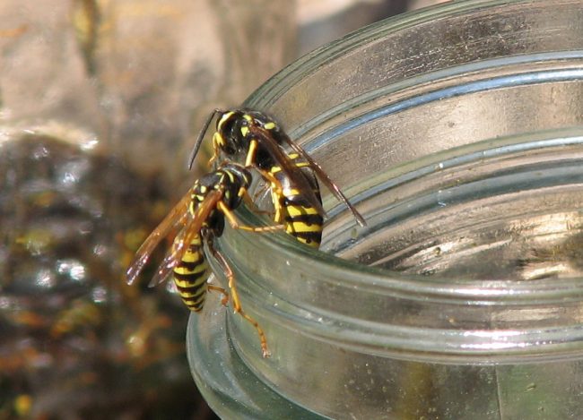Look closely at a yellowjacket and you will see hairless bodies with alternating yellow and black bands on their bodies. 