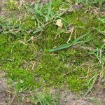 Moss is a common problem in spring lawns.