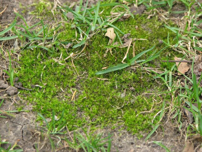 Moss is a common problem in spring lawns.