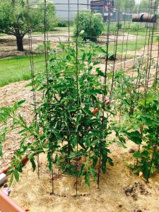 Mid-Summer Gardening Tips