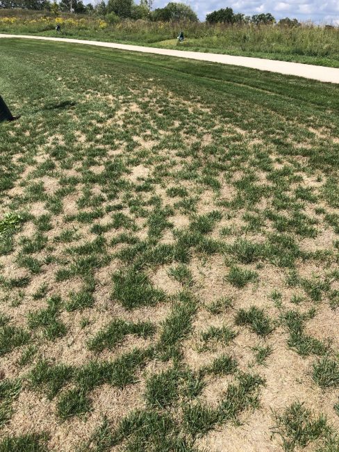 Restore Lawns by Over-seeding in Autumn