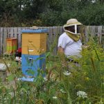 A man in a beekeeping hat with nets that cover his face stands next to a beehive at Kohl farm apiary,