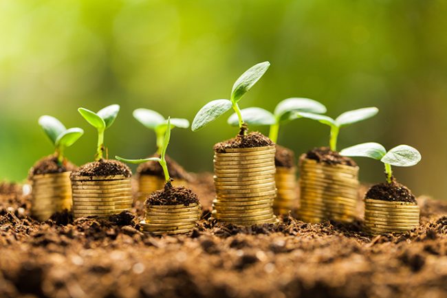 Pennies on top of soil growing plants