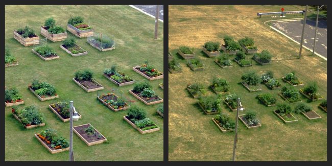 Cupertino raised garden plots, before and after