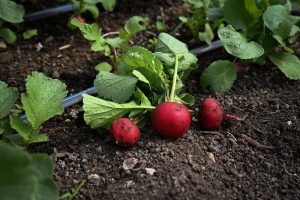 Gardening Tips: Squash, Tomatoes, and Radishes