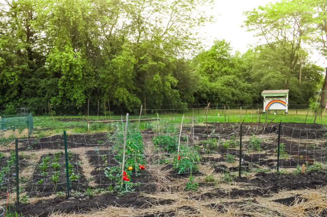 Rainbow Park Garden with Rainbow garden sign in the distance with in ground plots